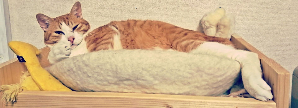 猫のアントニオ